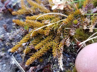 Lateristachys diffusa, photographed by Brett Sandford