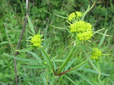 Patrinia scabiosifolia, photographed by Repina Tatyana