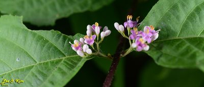 Callicarpa japonica, photographed by Kim, Hyun-tae