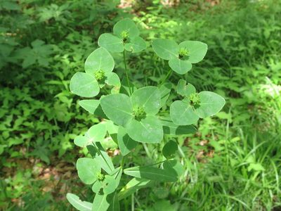 Euphorbia lucorum, photographed by Repina Tatyana