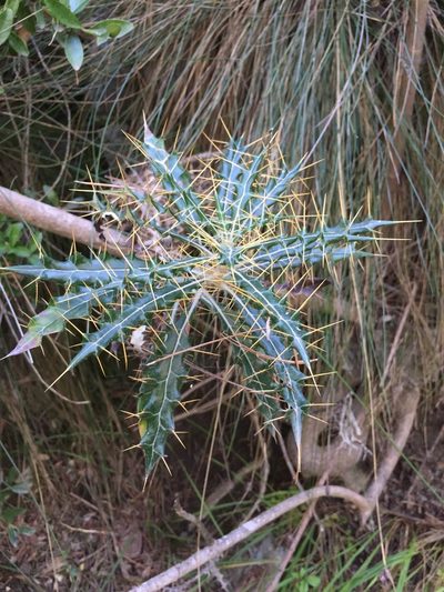 Ptilostemon hispanicus, photographed by Dorte Stokholm