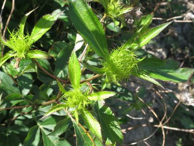 Atractylodes lancea, photographed by Repina Tatyana