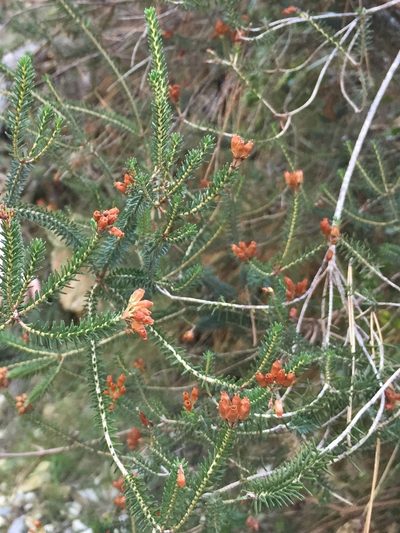 Erica terminalis, photographed by Dorte Stokholm