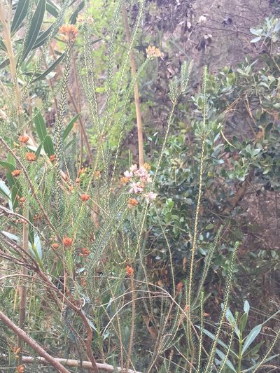Erica terminalis, photographed by Dorte Stokholm
