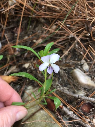 Viola arborescens, photographed by Dorte Stokholm