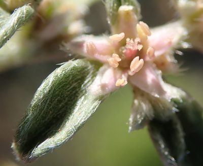 Aizoon secundum, photographed by Nicola van Berkel