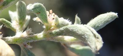 Aizoon secundum, photographed by Nicola van Berkel