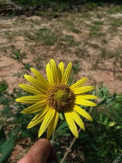 Helianthus resinosus, photographed by Will McFarland