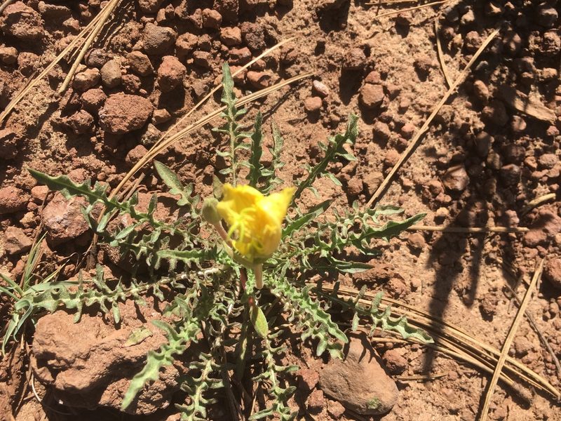 Oenothera flava, photographed by Trystan Harpold