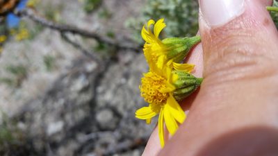 Platyschkuhria integrifolia, photographed by Laura Holloway