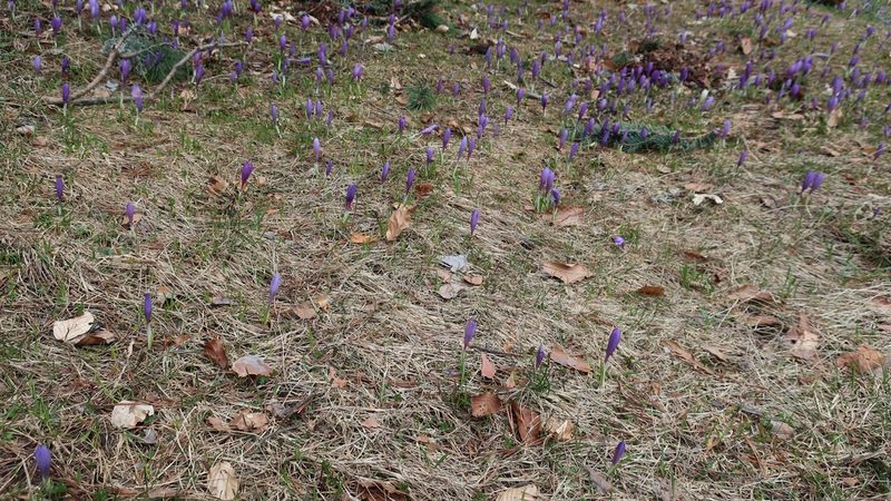 Crocus veluchensis, photographed by george7cal