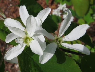Amelanchier sanguinea, photographed by Adam Kranz