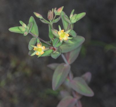Hypericum boreale, photographed by Scott Loarie