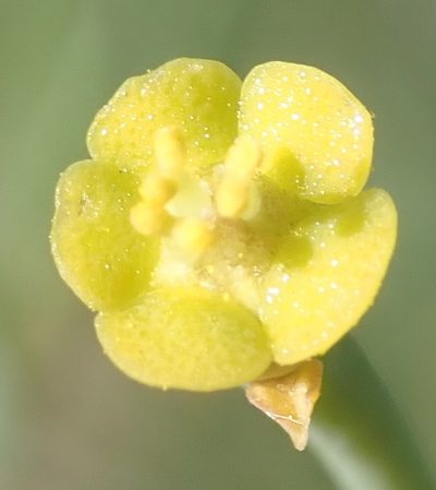 Euphorbia racemosa, photographed by Nicola van Berkel