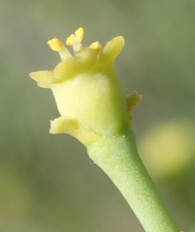 Euphorbia racemosa, photographed by Nicola van Berkel