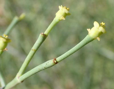 Euphorbia racemosa, photographed by Nicola van Berkel