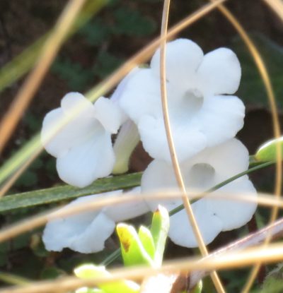 Streptocarpus meyeri, photographed by Nicola van Berkel