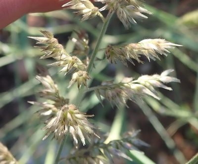 Enneapogon scoparius, photographed by Nicola van Berkel
