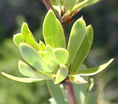 Cliffortia drepanoides, photographed by Nicola van Berkel