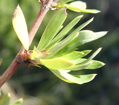 Cliffortia drepanoides, photographed by Nicola van Berkel