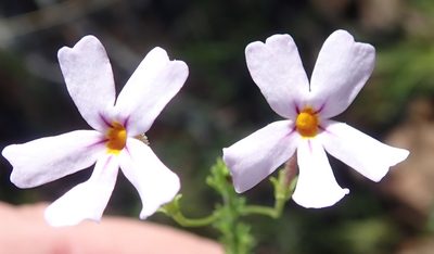 Jamesbrittenia tortuosa, photographed by Nicola van Berkel