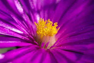 Lampranthus ceriseus, photographed by magriet b