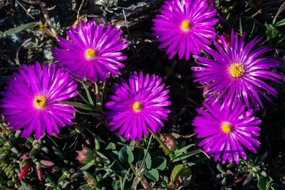 Lampranthus ceriseus, photographed by magriet b