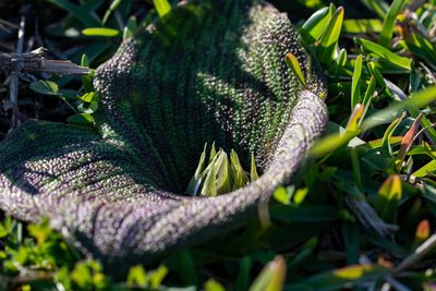 Massonia pustulata, photographed by magriet b