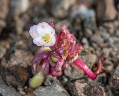 Claytonia saxosa, photographed by Don Loarie