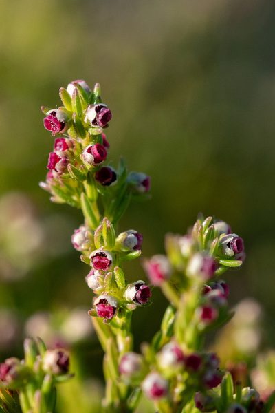Erica bredasiana, photographed by magriet b