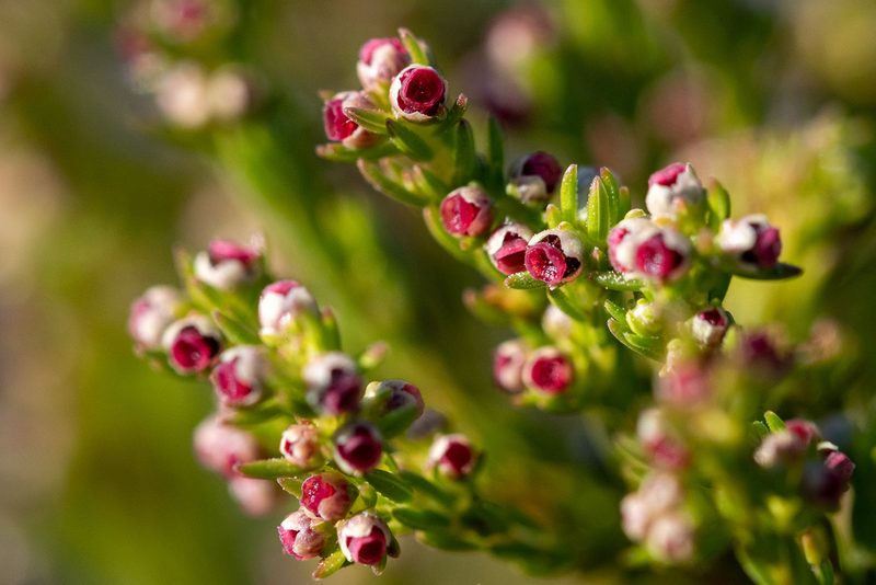 Erica bredasiana, photographed by magriet b