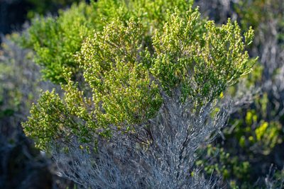 Erica bredasiana, photographed by magriet b