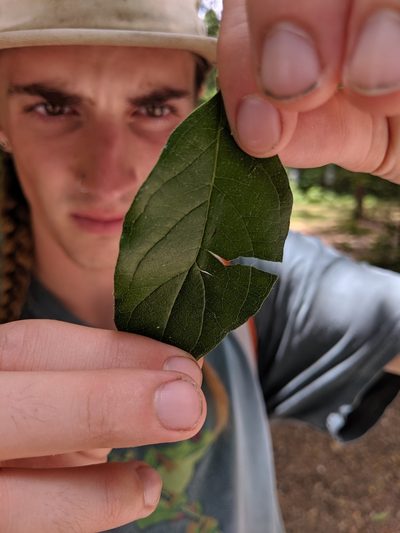 Cornus asperifolia, photographed by Scott Allen Davis