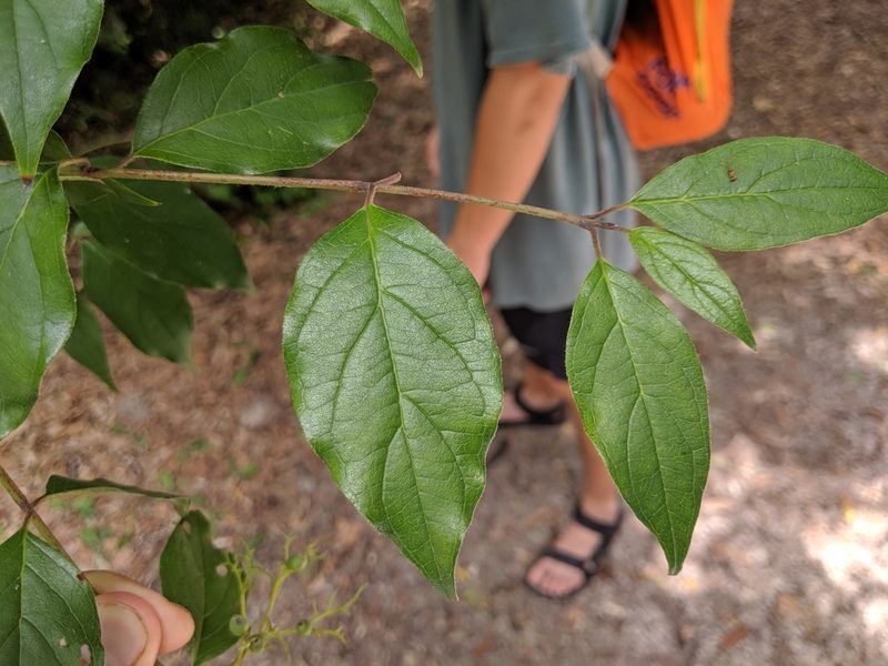 Cornus asperifolia, photographed by Scott Allen Davis