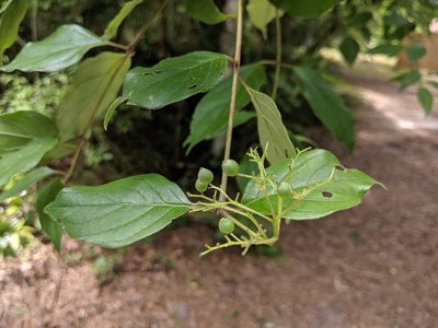 Cornus asperifolia, photographed by Scott Allen Davis