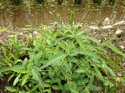 Aeschynomene indica, photographed by Kim, Hyun-tae