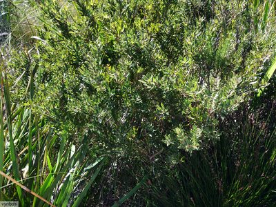 Psoralea obliqua, photographed by Chris Vynbos