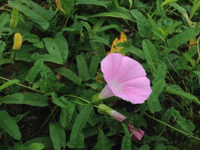 Calystegia pubescens, photographed by Kim, Hyun-tae