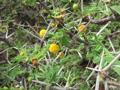 Vachellia tortuosa, photographed by Maura