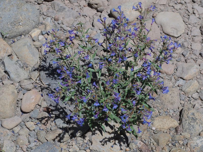 Penstemon humilis, photographed by Tom Wainwright