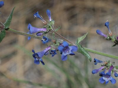 Penstemon humilis, photographed by Tom Wainwright