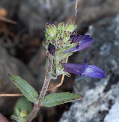 Collinsia greenei, photographed by Don Loarie