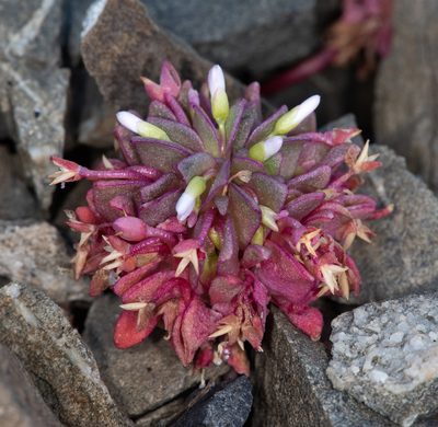 Claytonia saxosa, photographed by Don Loarie