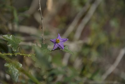 Solanum trilobatum, photographed by Siddarth Machado