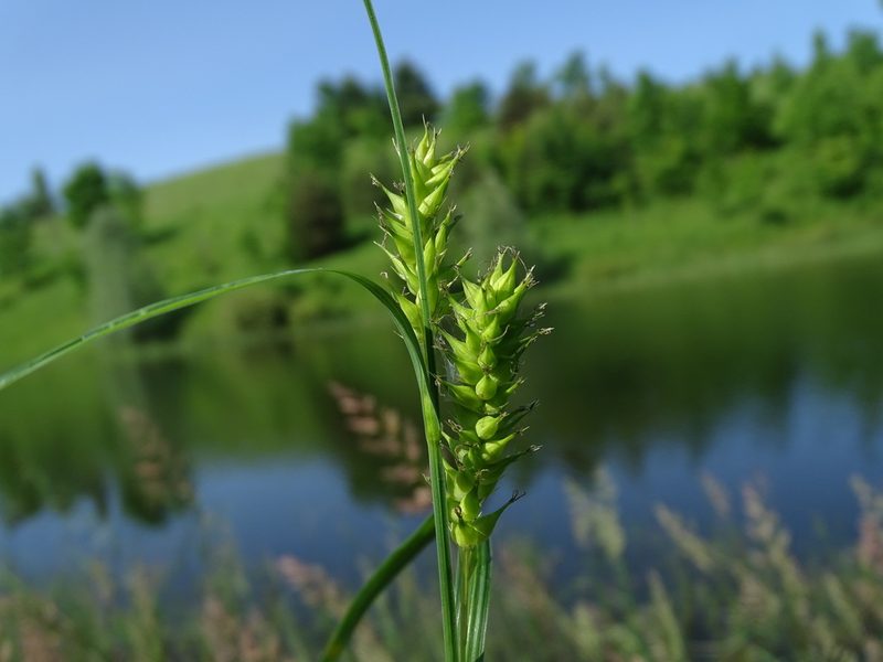 Carex atherodes, photographed by Reuven Martin