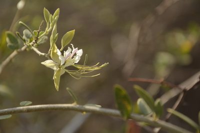 Cadaba fruticosa, photographed by Siddarth Machado