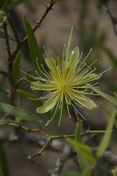 Capparis divaricata, photographed by Siddarth Machado
