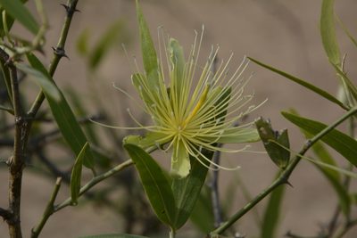 Capparis divaricata, photographed by Siddarth Machado