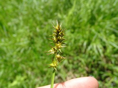 Carex laevivaginata, photographed by Reuven Martin