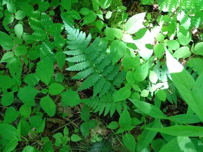 Dryopteris clintoniana, photographed by Reuven Martin